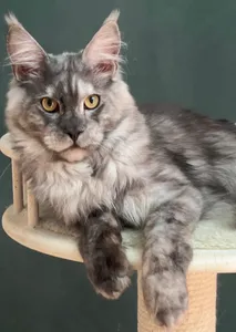 Котенок мейн-кун