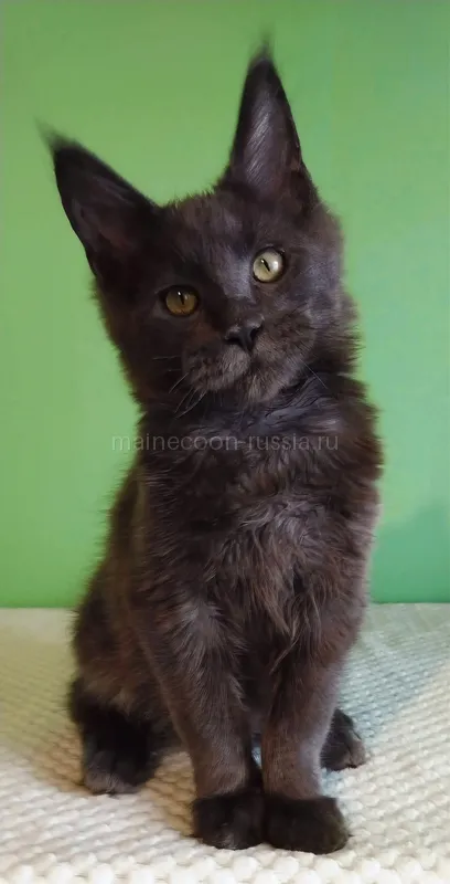 Maine Coon kitten Blue MCO a Boy