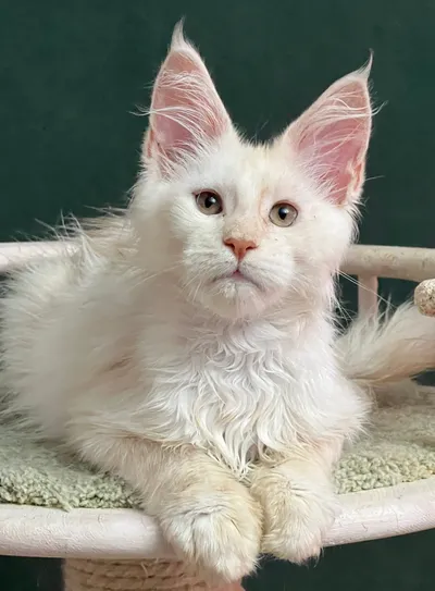 Maine Coon kitten