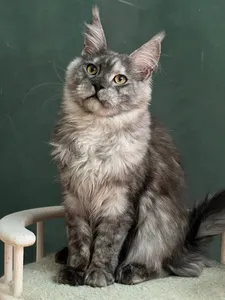 Котенок мейн-кун