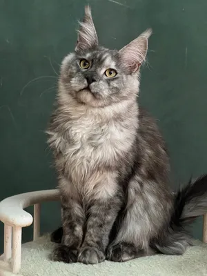 Котенок мейн-кун