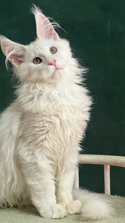 Maine Coon kitten
