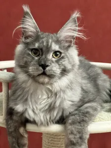 Maine Coon kitten