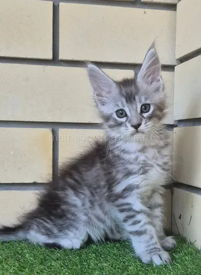 Boy — Maine Coon kitten, Black Silver Mac Tabby MCO ns 23