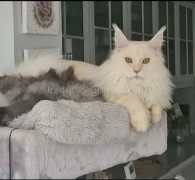 Лорд — Maine Coon kitten, Red Silver Shaded Tabby MCO ds 11