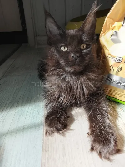 Луиза — Maine Coon kitten, Black MCO n