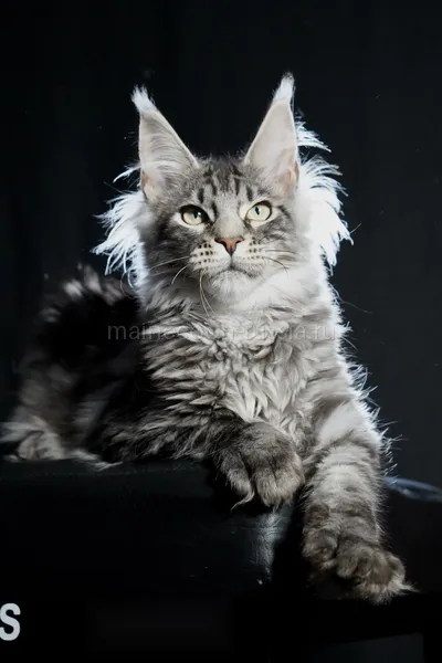 Maine Coon kitten