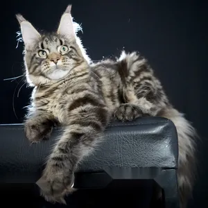 Alma