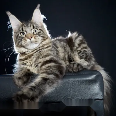 Maine Coon kitten