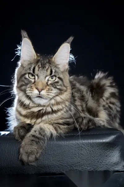 Maine Coon kitten