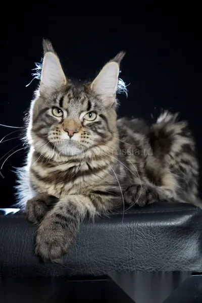 Maine Coon kitten