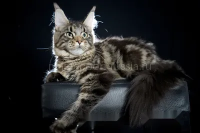 Maine Coon kitten