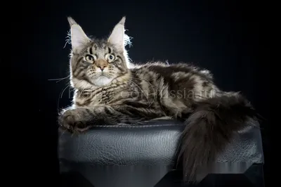 Maine Coon kitten