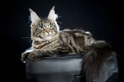 Maine Coon kitten