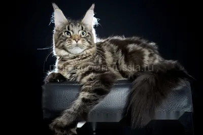 Maine Coon kitten