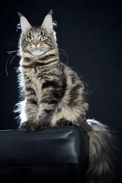 Maine Coon kitten