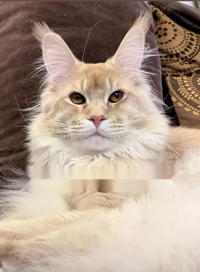 Maine Coon kitten