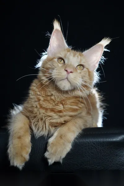 Maine Coon kitten