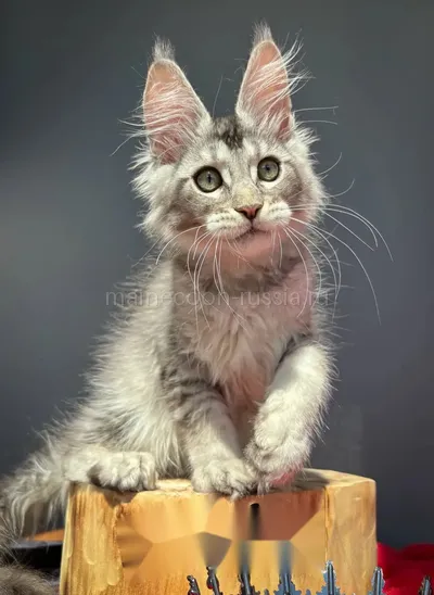 Котенок мейн-кун