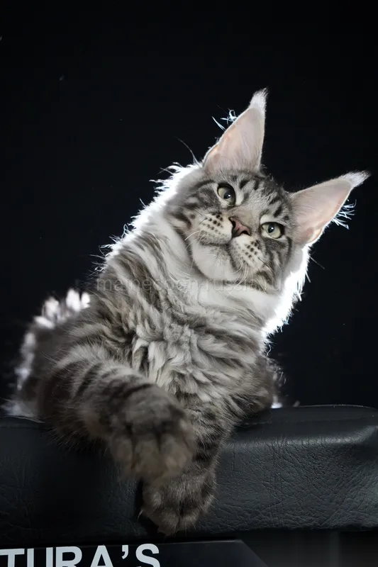 Maine Coon kitten Black Silver Classic Tabby MCO ns 22 Boy