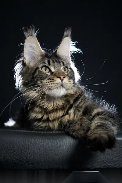 Maine Coon kitten