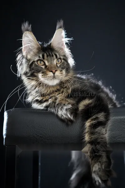 Maine Coon kitten