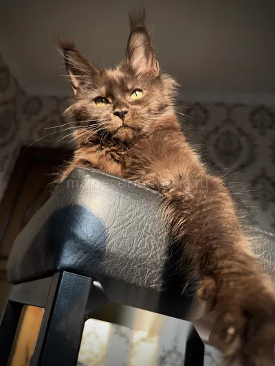 Котенок мейн-кун