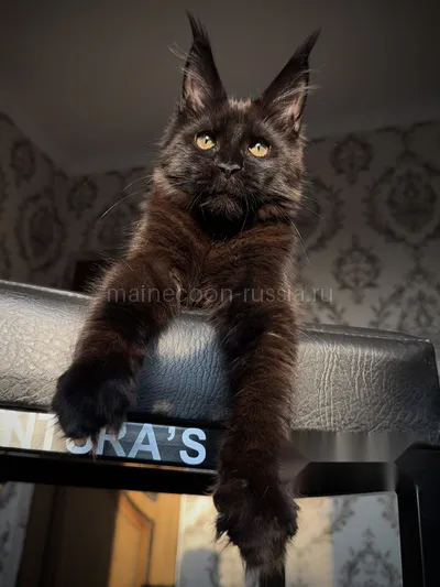 Maine Coon kitten