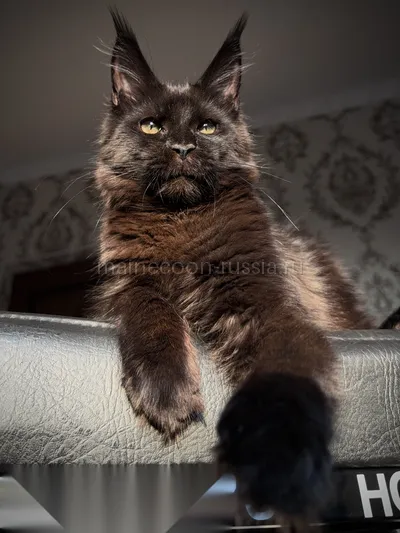 Maine Coon kitten