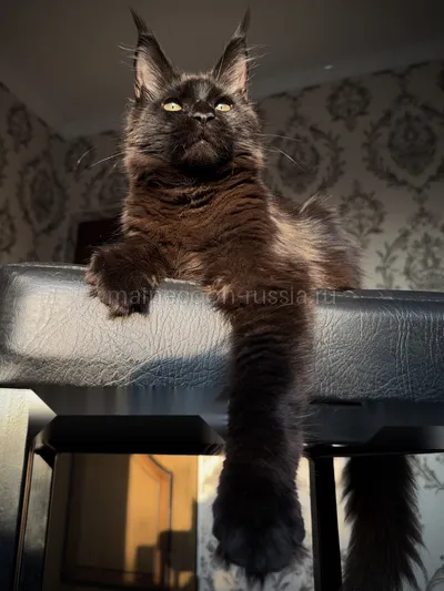 Котенок мейн-кун