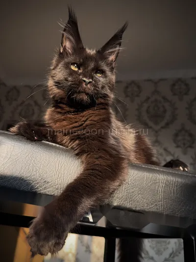 Котенок мейн-кун