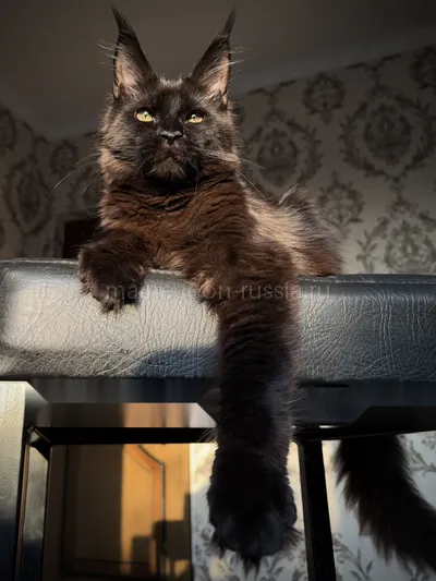 Котенок мейн-кун