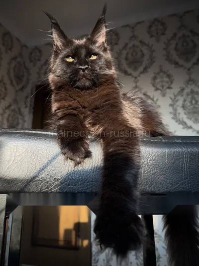 Котенок мейн-кун