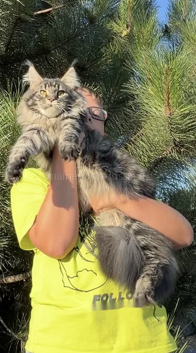Maine Coon kitten