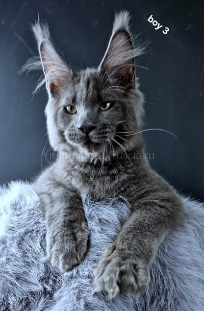 Khaos Lacroix — Maine Coon kitten, Blue MCO a