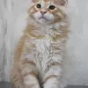 Видео котёнка Avalon