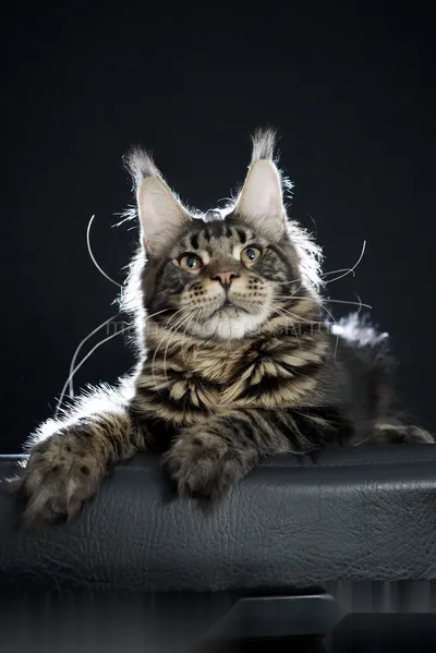 Alligator — Maine Coon kitten, Black classic Tabby (Brown) MCO n 22