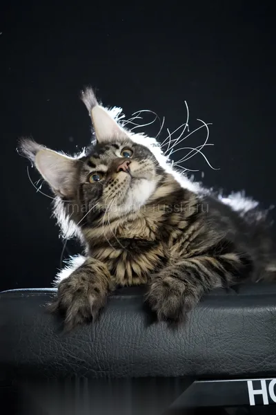 Alligator — Maine Coon kitten, Black classic Tabby (Brown) MCO n 22