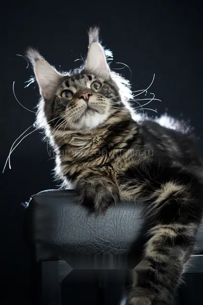 Alligator — Maine Coon kitten, Black classic Tabby (Brown) MCO n 22