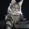 Alduin - photo 4