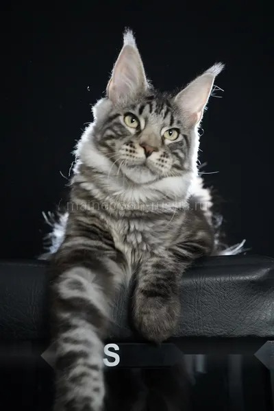 Alduin — Maine Coon kitten, Black Silver Classic Tabby MCO ns 22