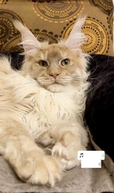 Conner — Maine Coon kitten, Red smoke MCO ds