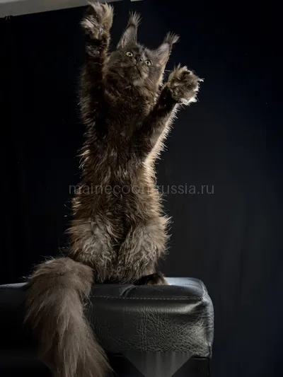 Berry — Котенок мейн-кун, Черный MCO n