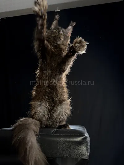 Berry — Котенок мейн-кун, Черный MCO n