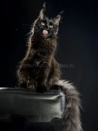 Beverly — Котенок мейн-кун, Черный MCO n