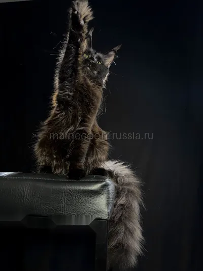 Beverly — Котенок мейн-кун, Черный MCO n
