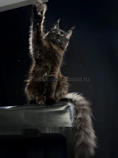 Beverly — Котенок мейн-кун, Черный MCO n