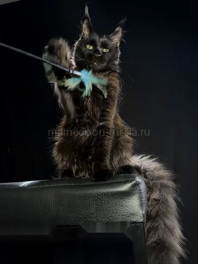 Beverly — Котенок мейн-кун, Черный MCO n