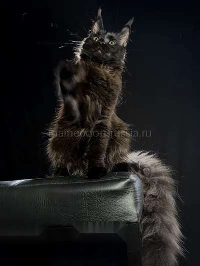 Beverly — Котенок мейн-кун, Черный MCO n