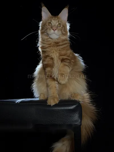 Crater — Maine Coon kitten, Red Classic Tabby MCO d 22